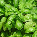 fresh basil leaves