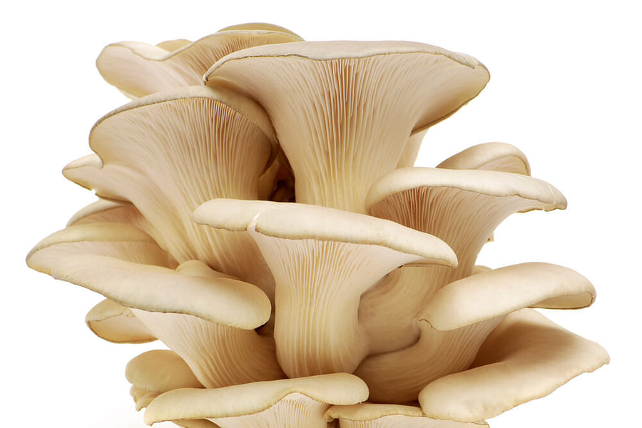 Oyster Mushrooms