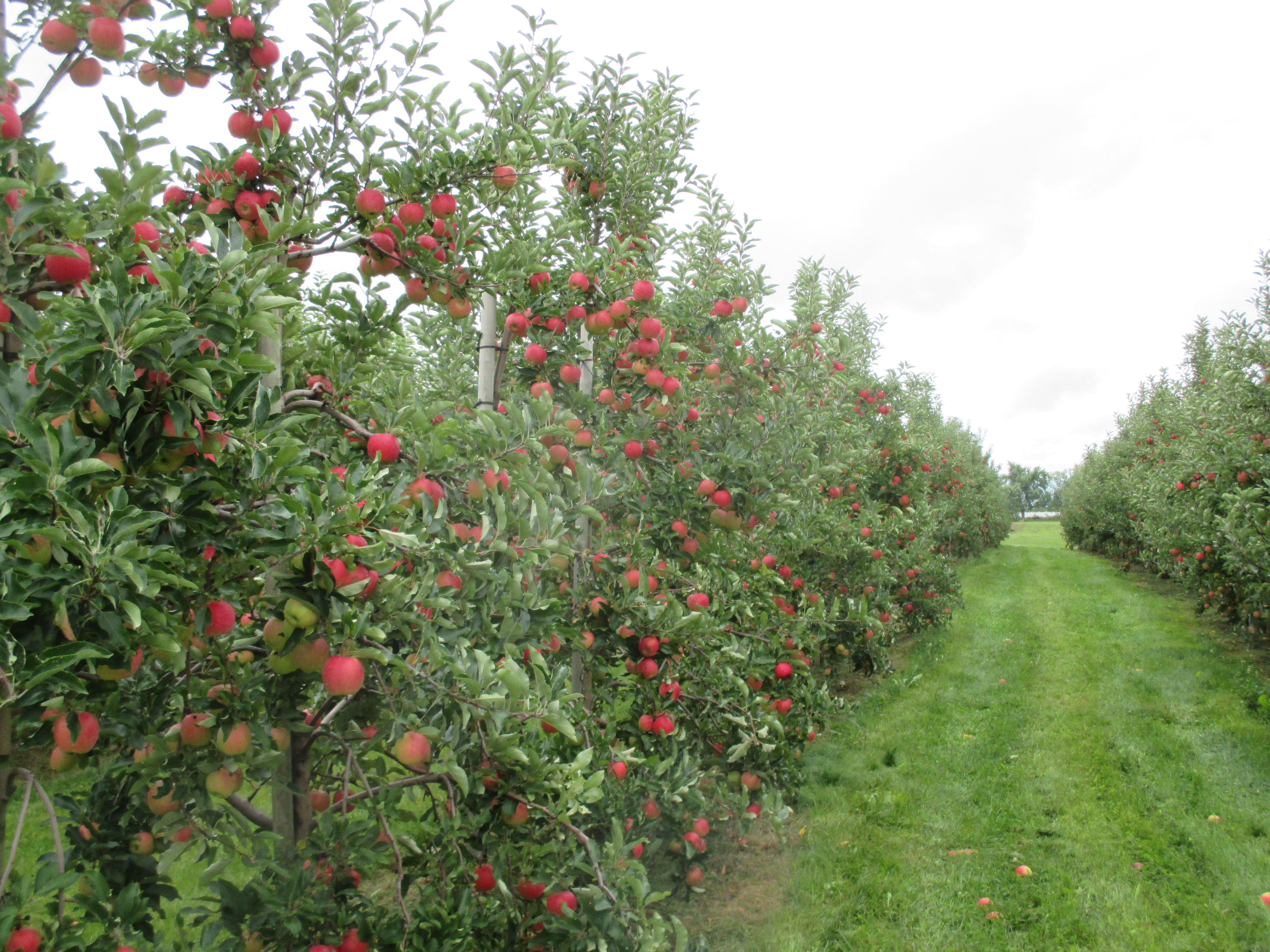 apple harvest in orchard