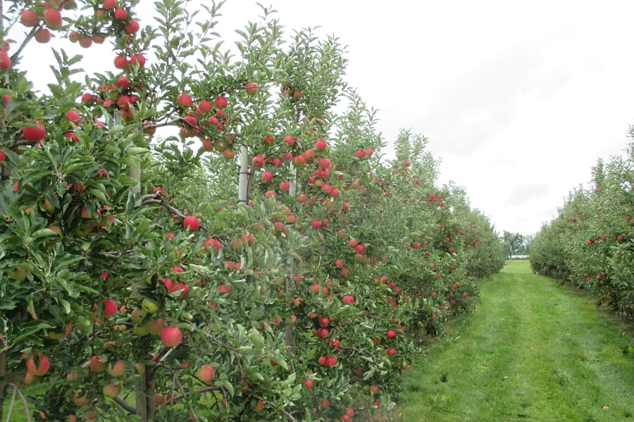 apple harvest in orchard