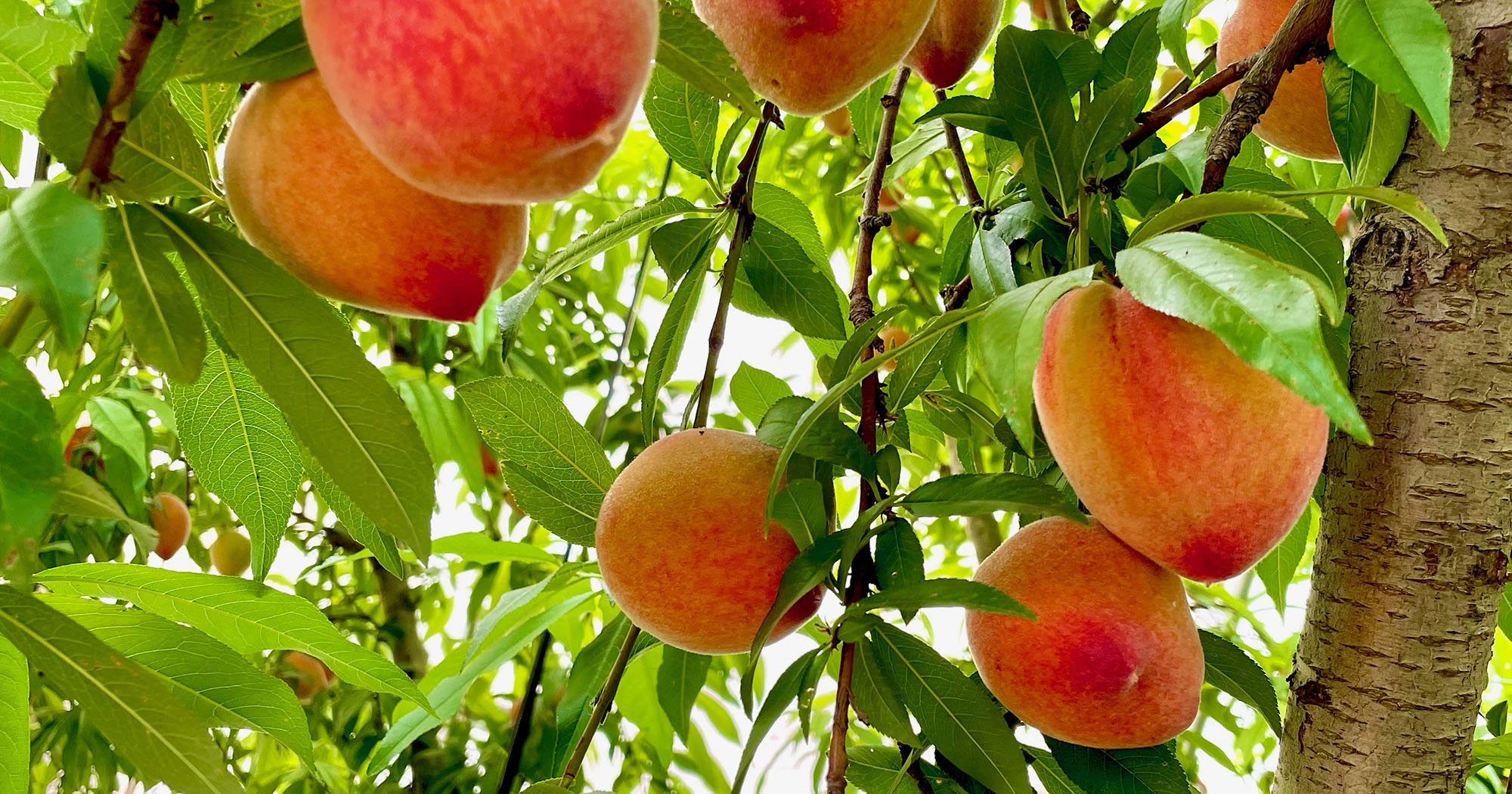 fresh peaches in orchard