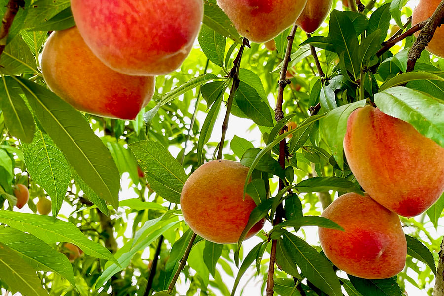 fresh peaches in orchard