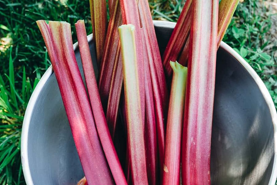 fresh rhubarb stalks