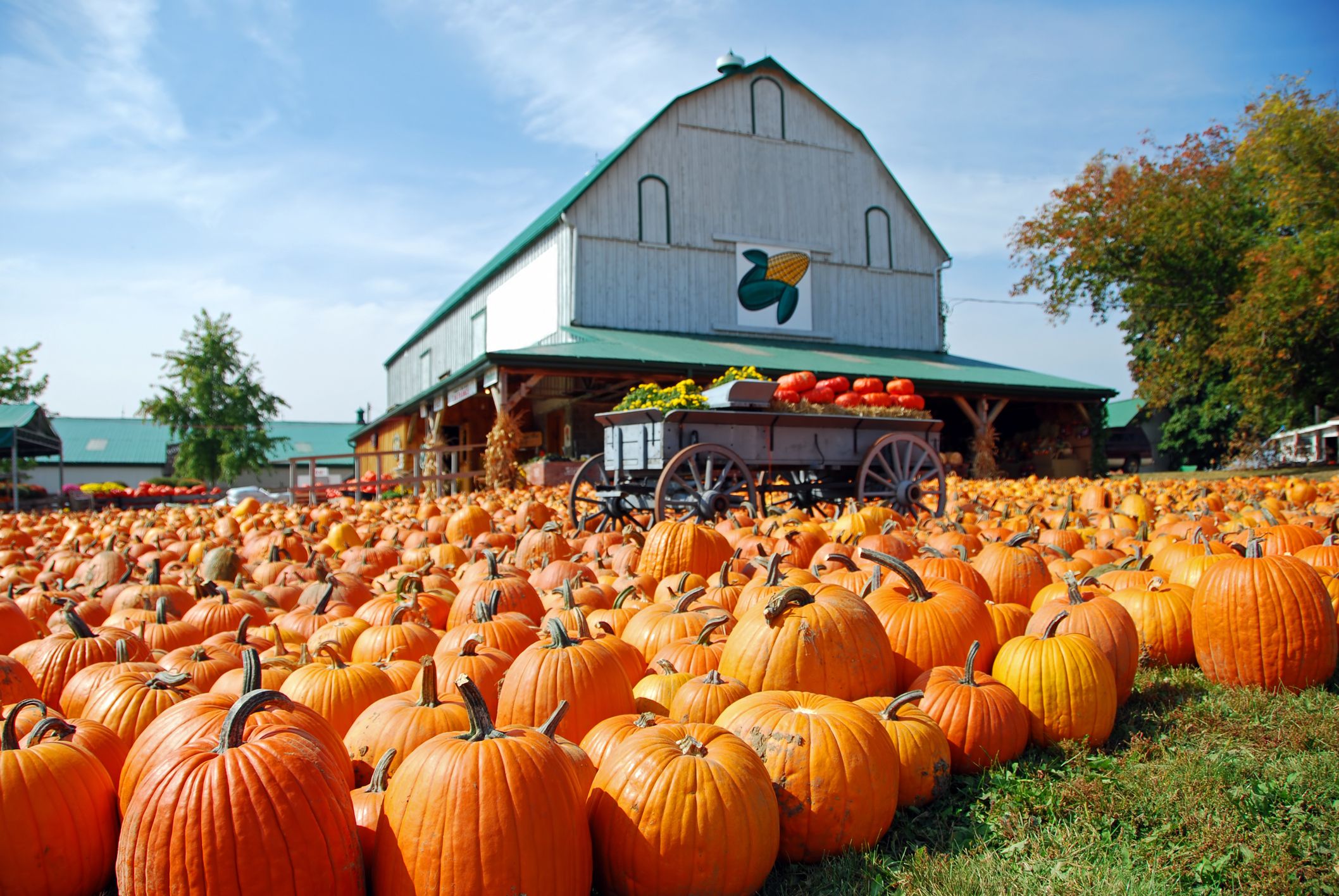 pumpkins at farm