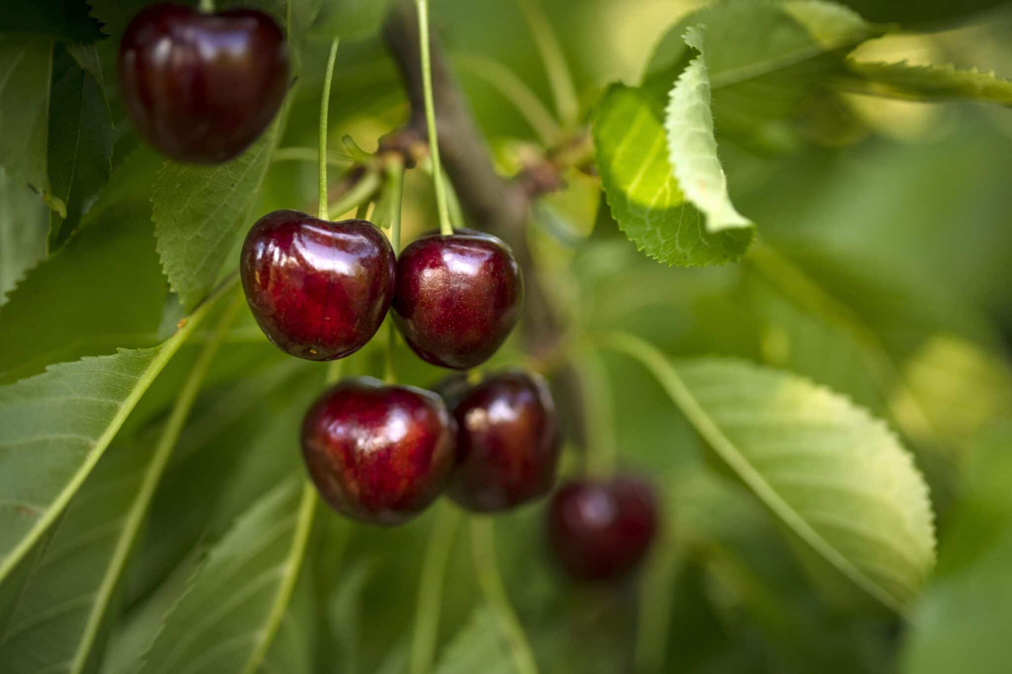 ripe cherries on tree