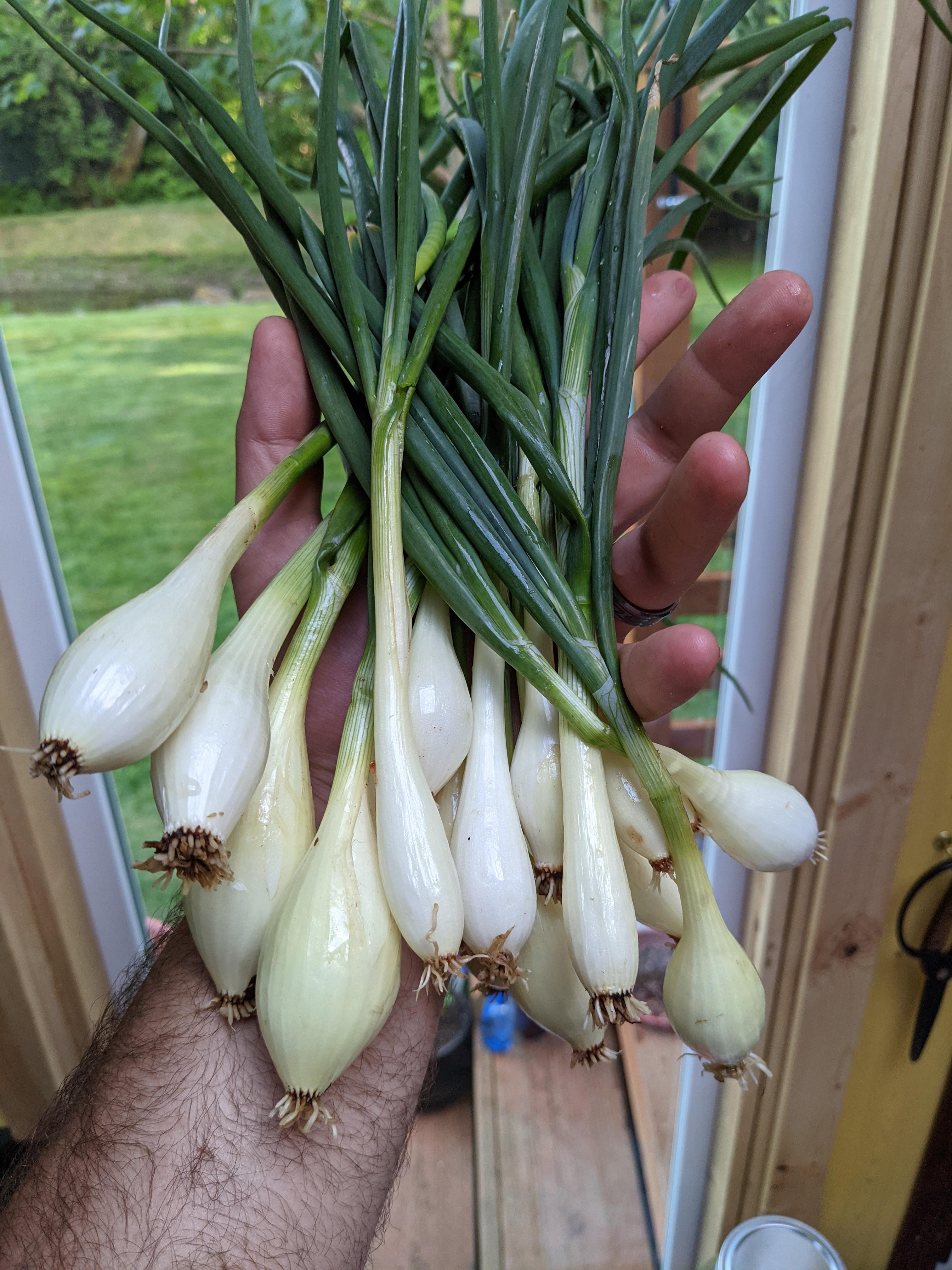 spring onions in bunch