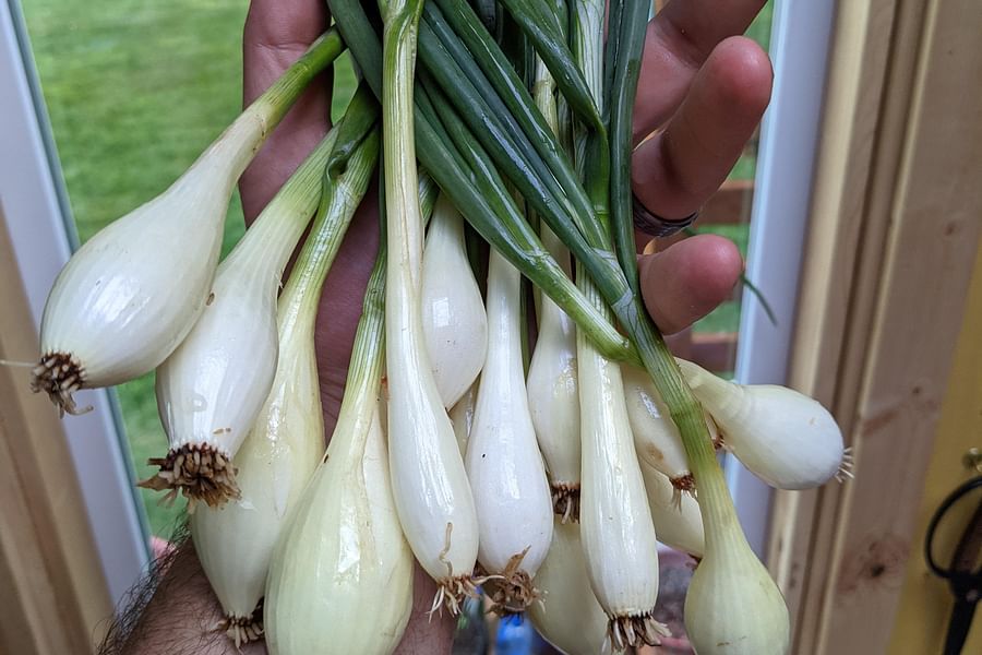 spring onions in bunch