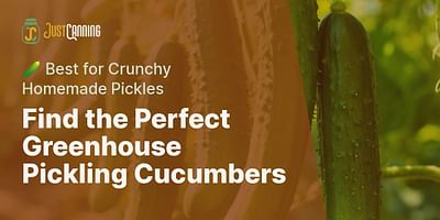 Find the Perfect Greenhouse Pickling Cucumbers - 🥒 Best for Crunchy Homemade Pickles